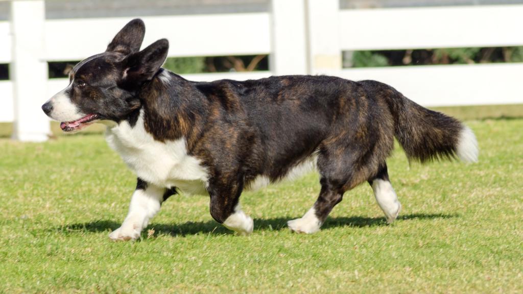 Cardigan Welsh Corgi