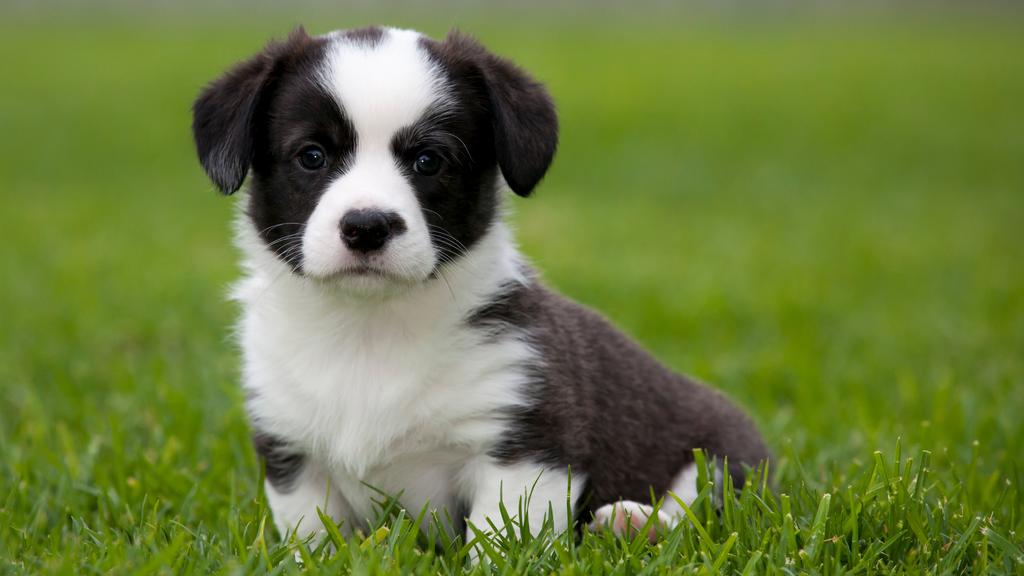 Cardigan Welsh Corgi