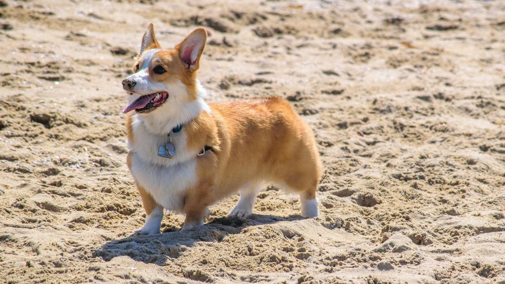 Basic Information icon