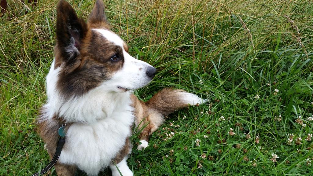Cardigan Welsh Corgi