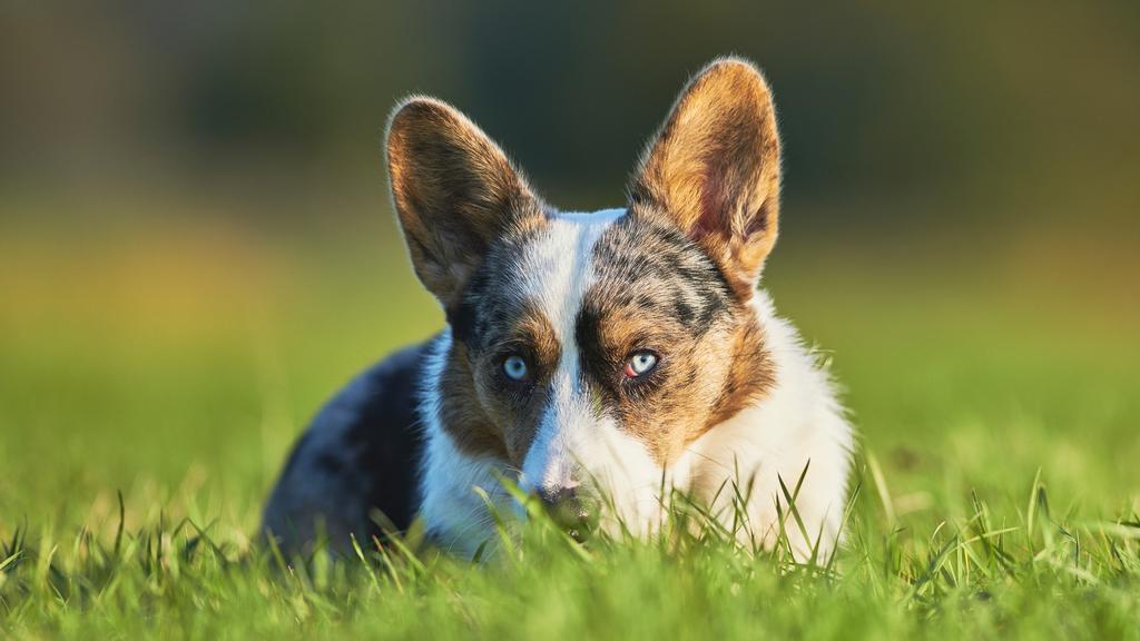 Cardigan Welsh Corgi