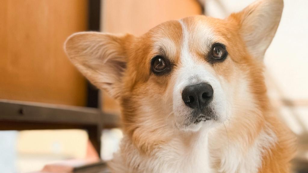 Cardigan Welsh Corgi