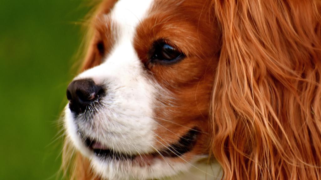 Cavalier King Charles Spaniel