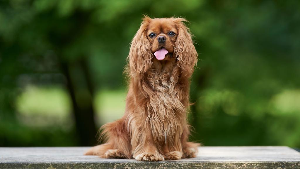 Cavalier King Charles Spaniel