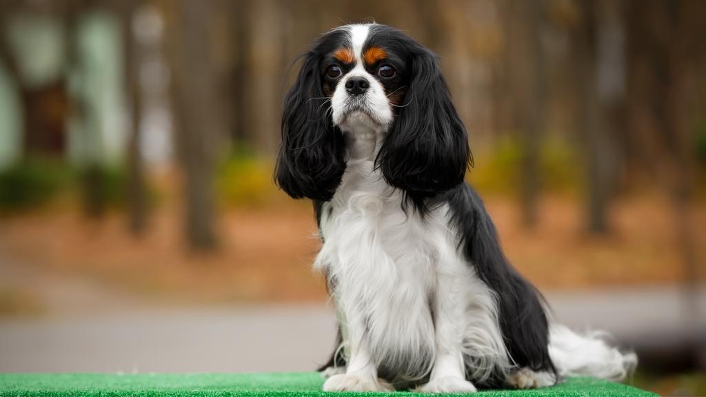 Cavalier King Charles Spaniel