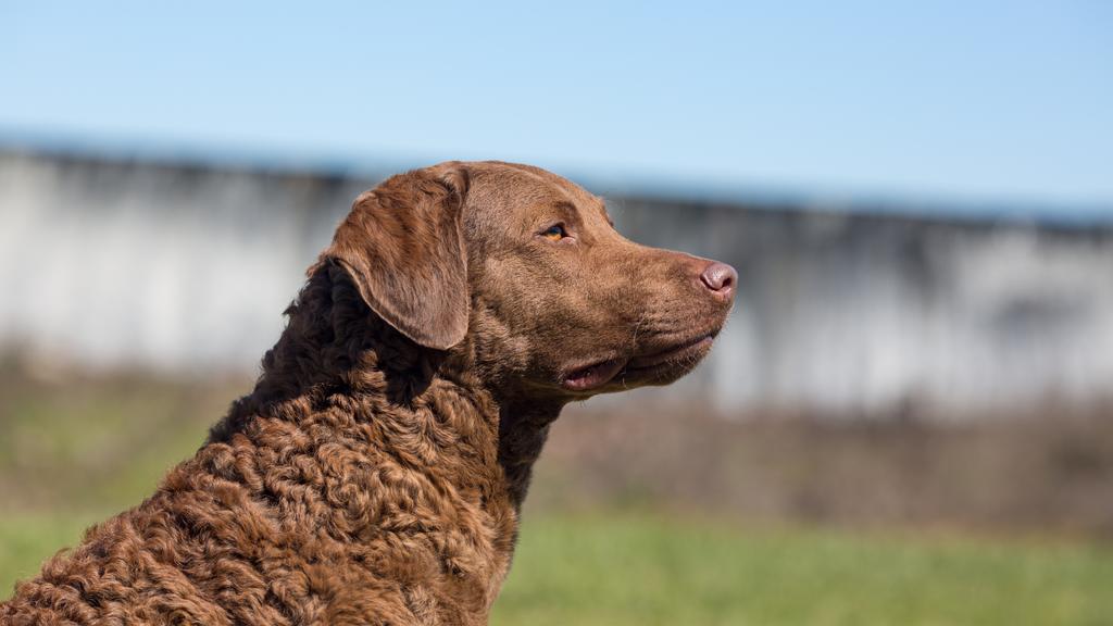 Basic Information icon