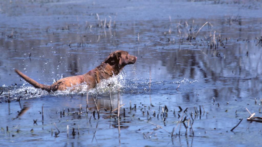 Chesapeake Bay Retriever