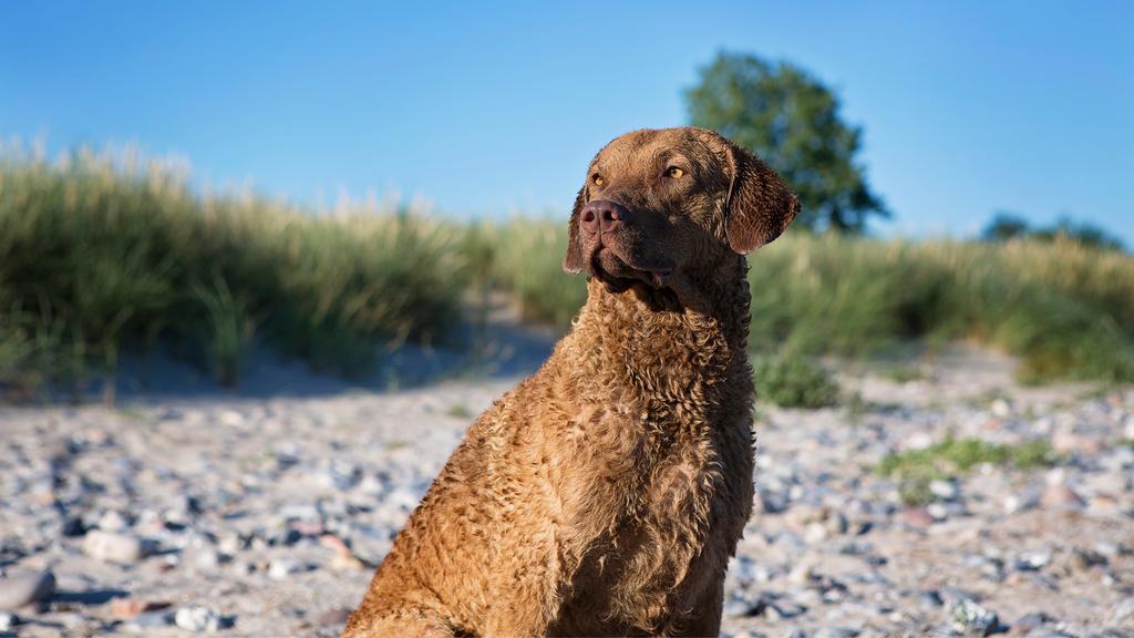 Chesapeake Bay Retriever