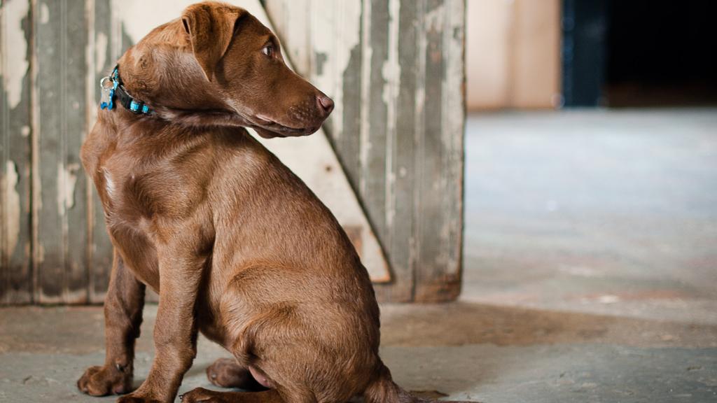 Chesapeake Bay Retriever