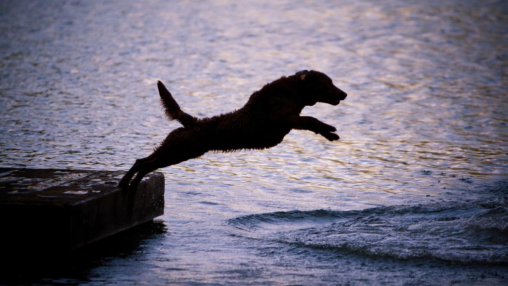 Temperament & Behavior icon