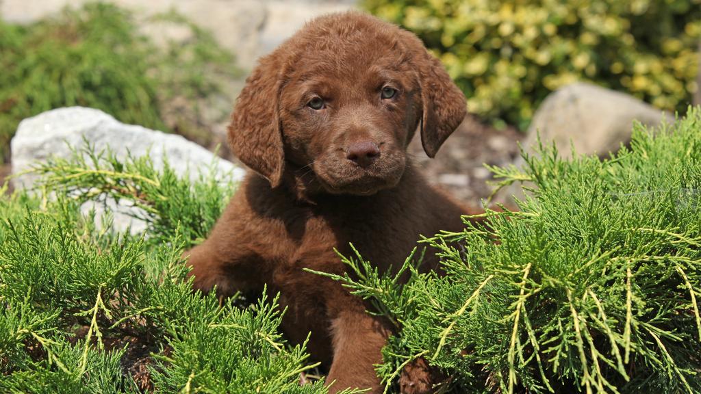 Suitability for First-Time vs. Experienced Owners icon