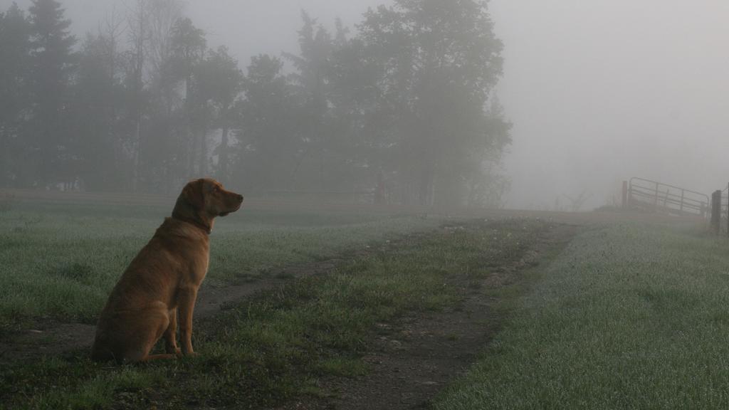 Adoption vs. Breeder Considerations icon