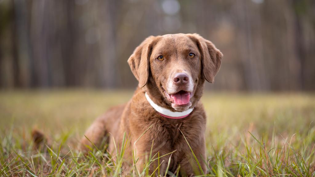 Chesapeake Bay Retriever
