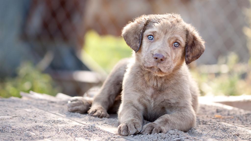Chesapeake Bay Retriever