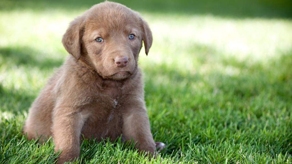 Chesapeake Bay Retriever