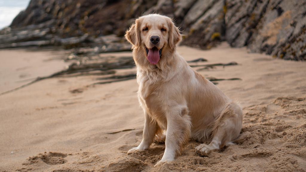 Chesapeake Bay Retriever