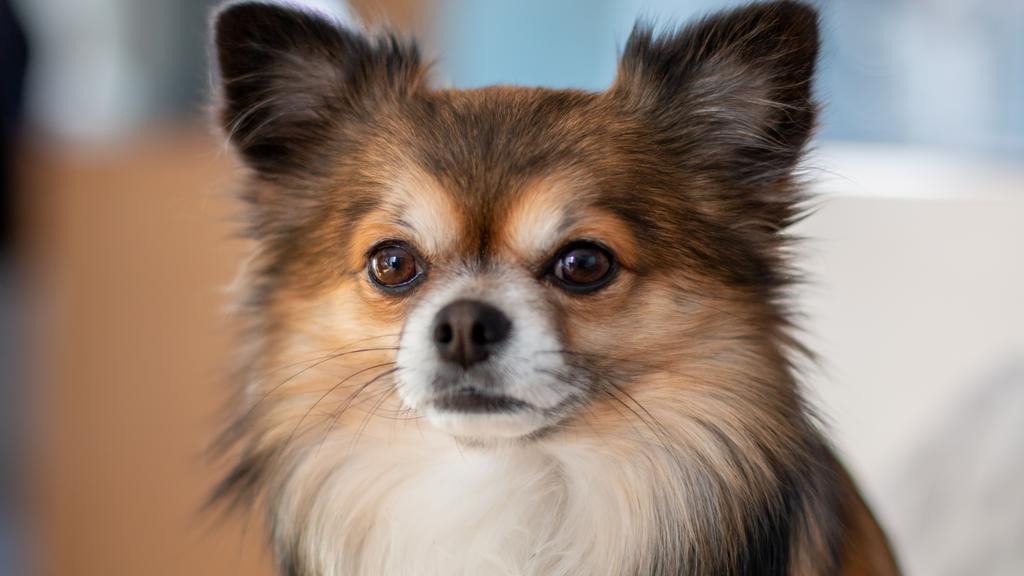 Basic Information icon