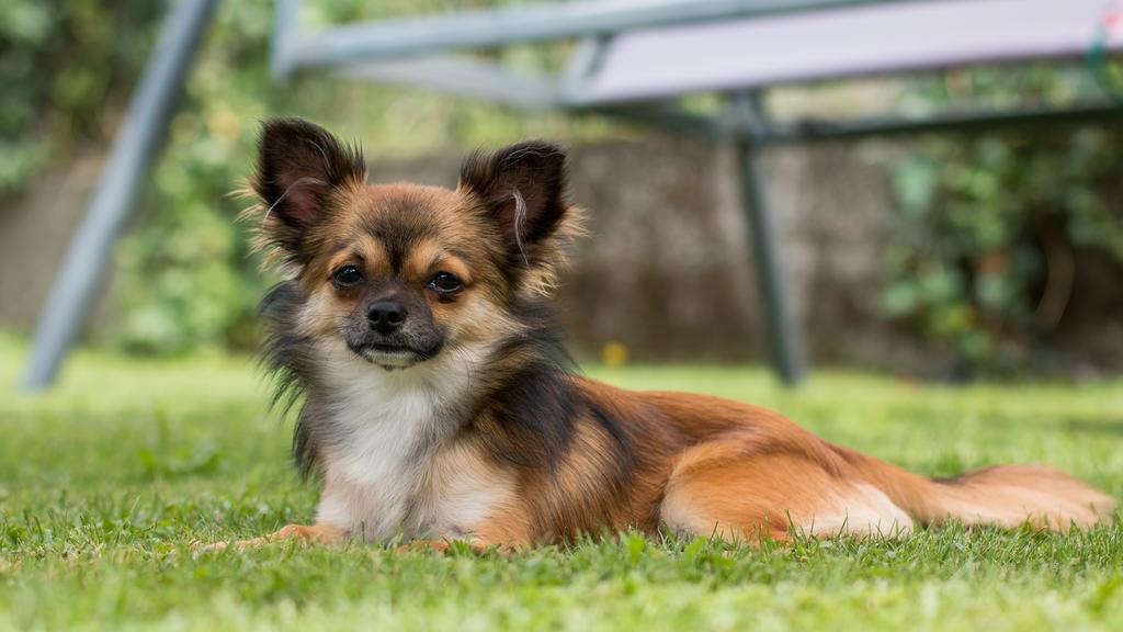 Temperament & Behavior icon