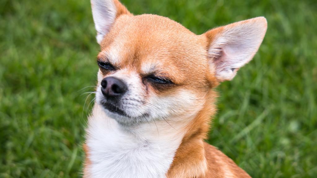 Living Environment Adaptability icon