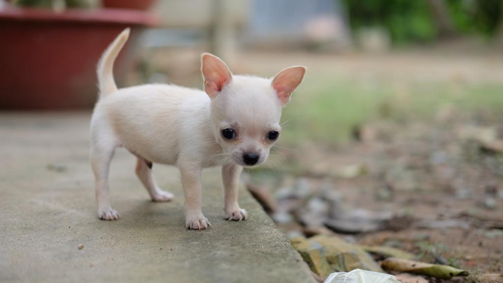 Grooming & Health icon