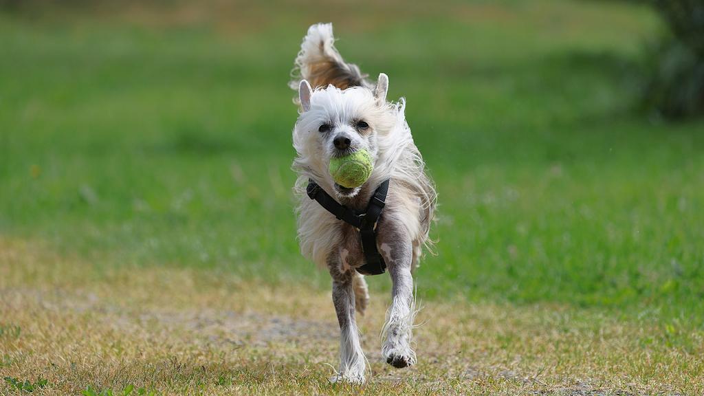 Exercise & Activity Needs icon