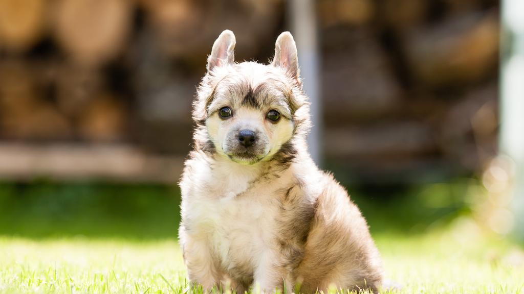 Grooming & Health icon