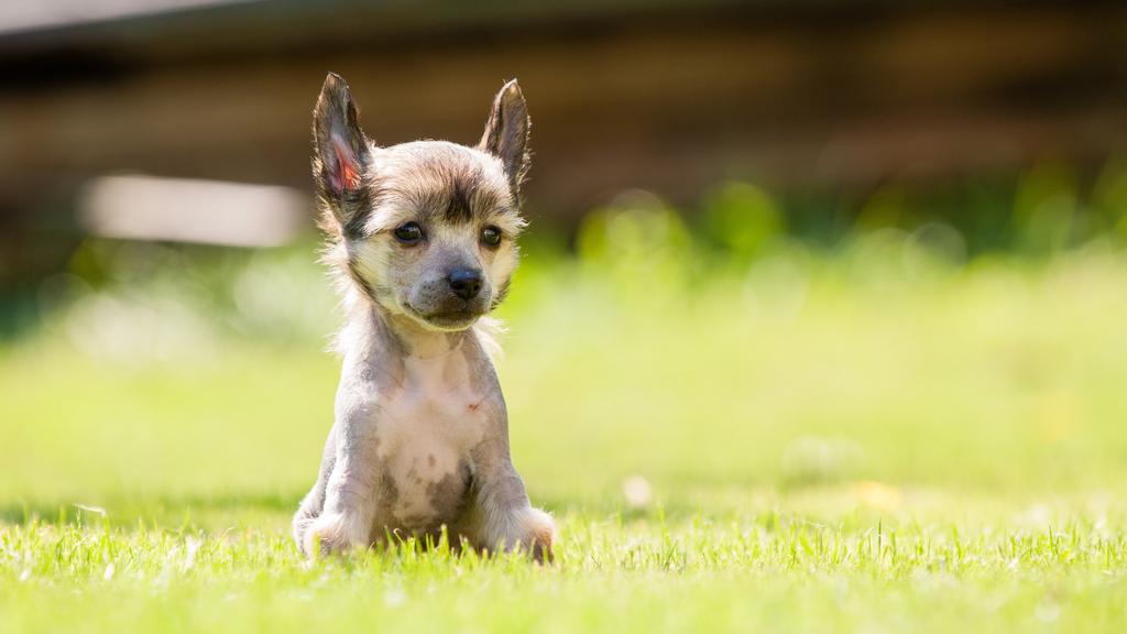 Chinese Crested