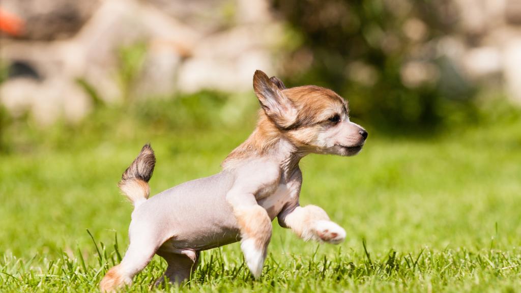 Basic Information icon