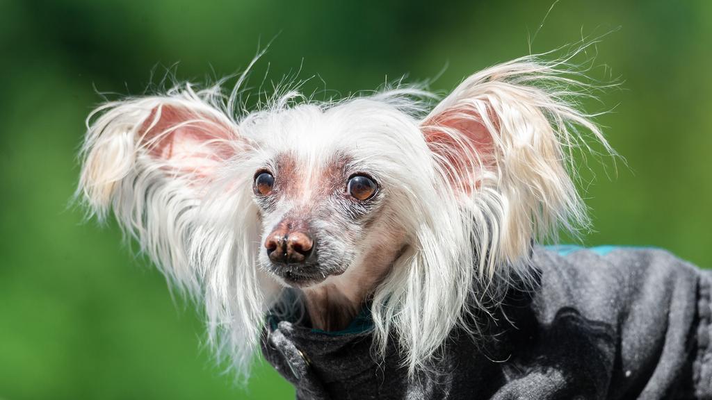Chinese Crested