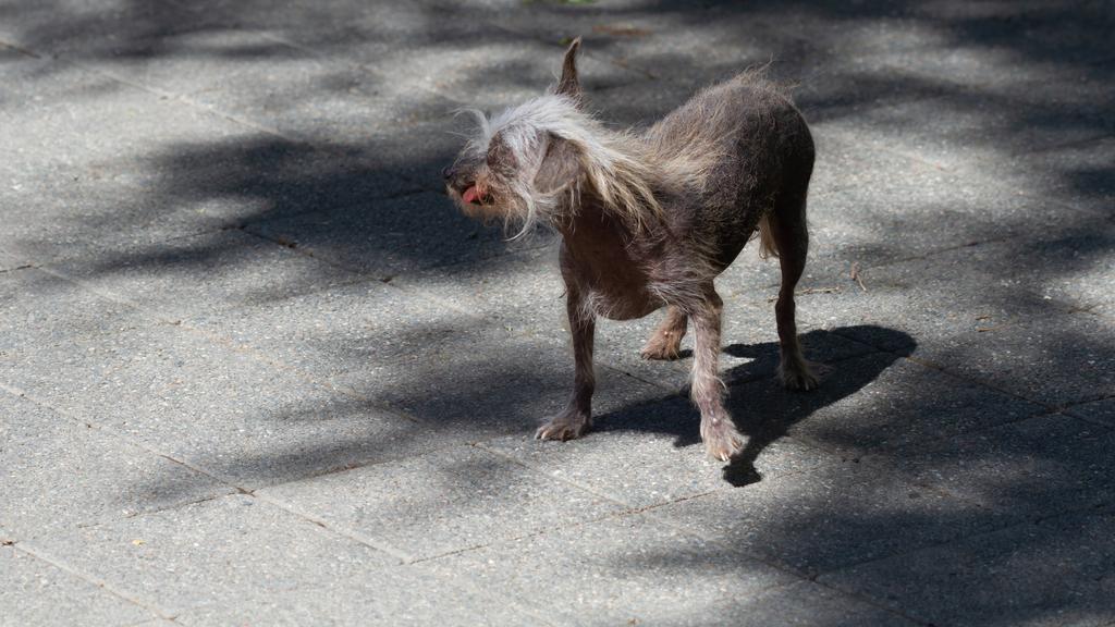 Chinese Crested