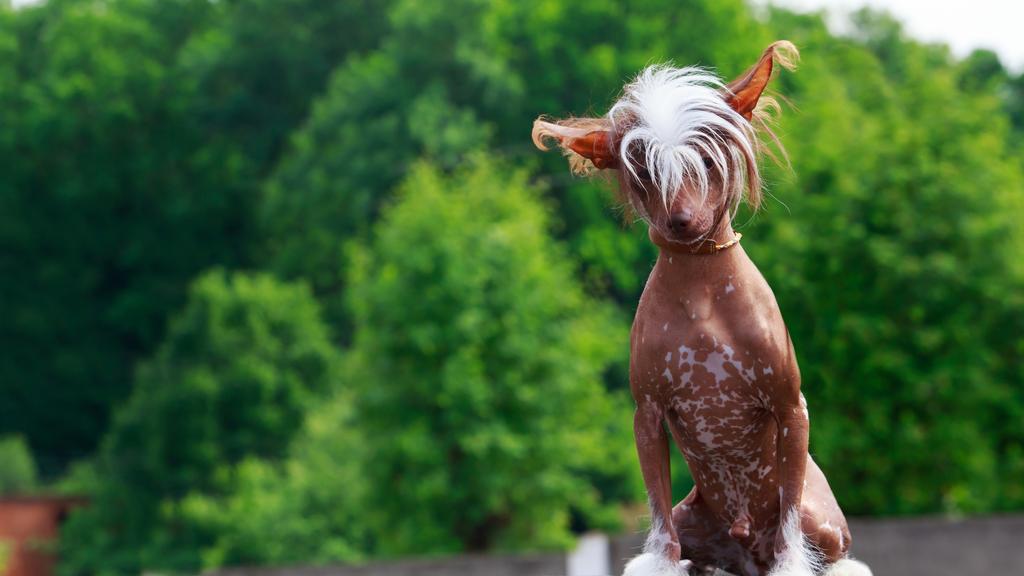 Chinese Crested