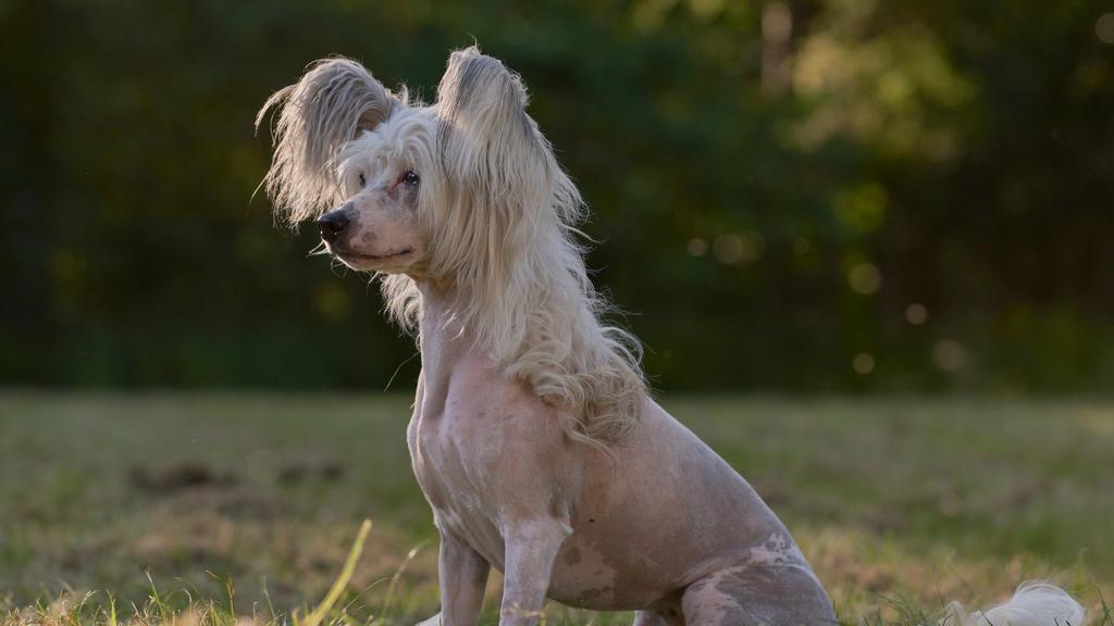 Life Stage Considerations icon