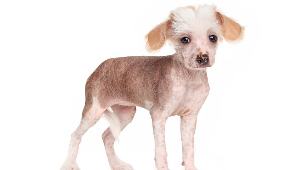 Chinese Crested