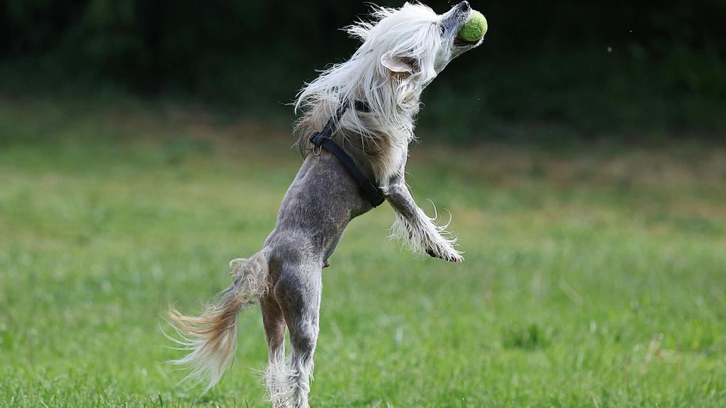 Chinese Crested