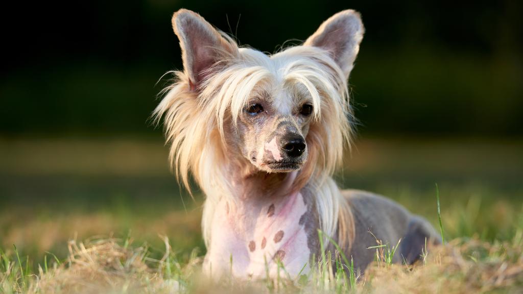 Chinese Crested