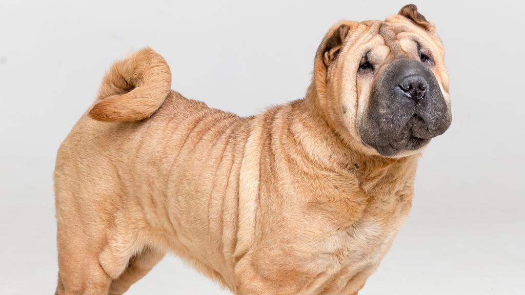 Life Stage Considerations icon