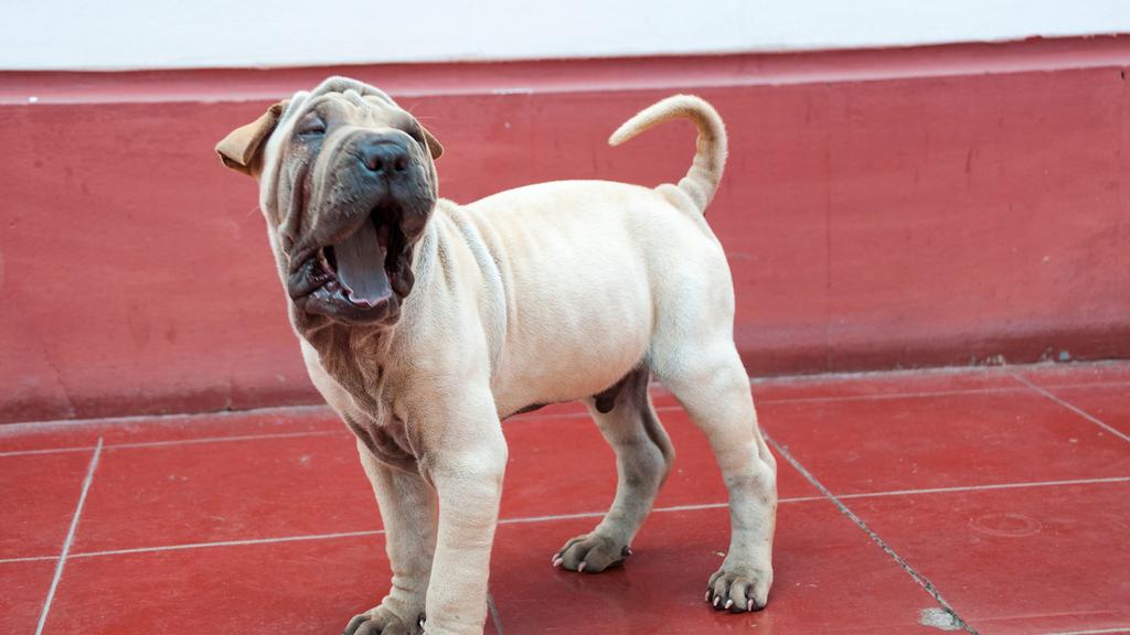 Chinese Shar-Pei
