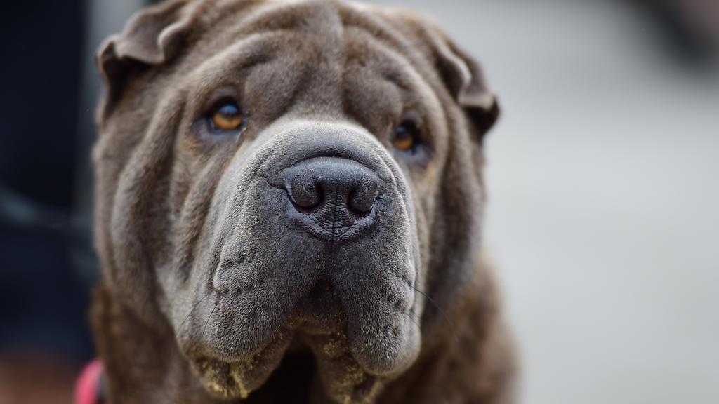Chinese Shar-Pei
