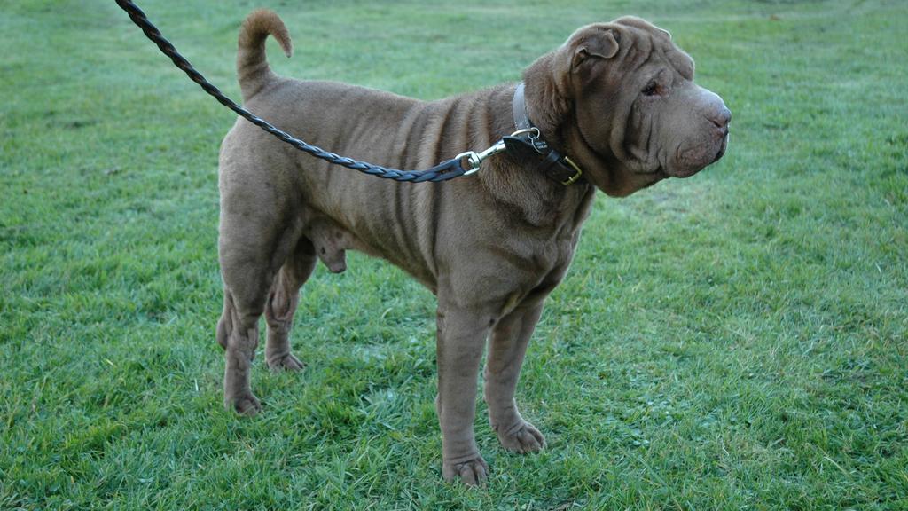 Chinese Shar-Pei