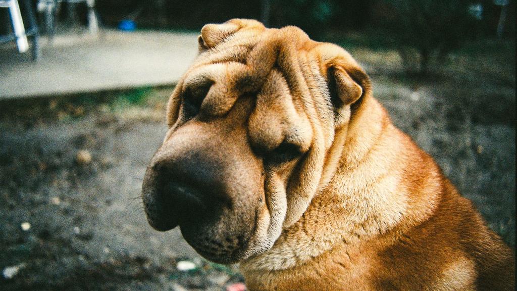 Chinese Shar-Pei