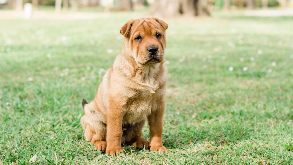 Chinese Shar-Pei