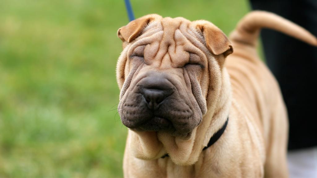 Chinese Shar-Pei
