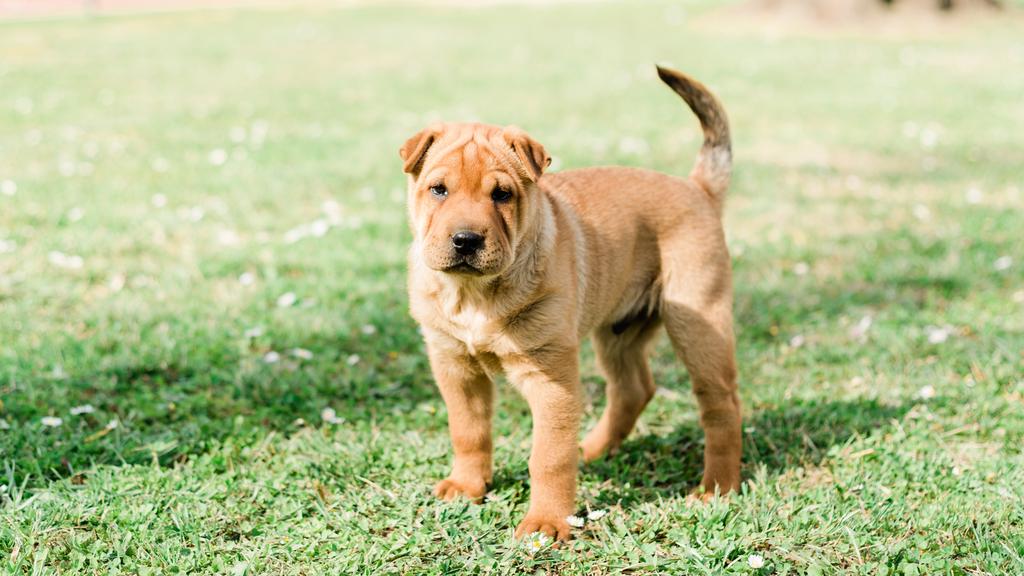 Chinese Shar-Pei