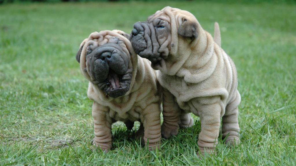 Chinese Shar-Pei