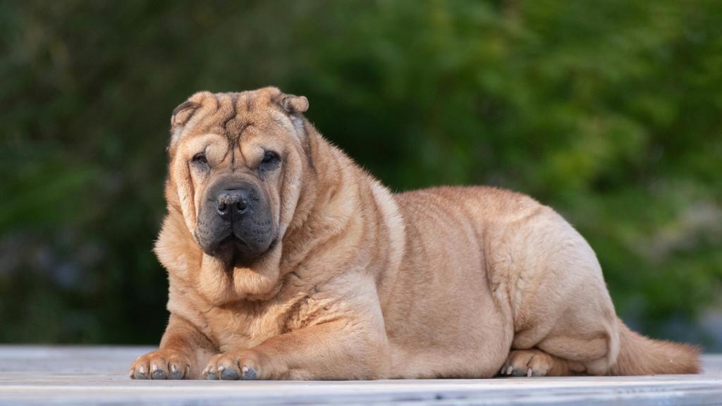 Basic Information icon