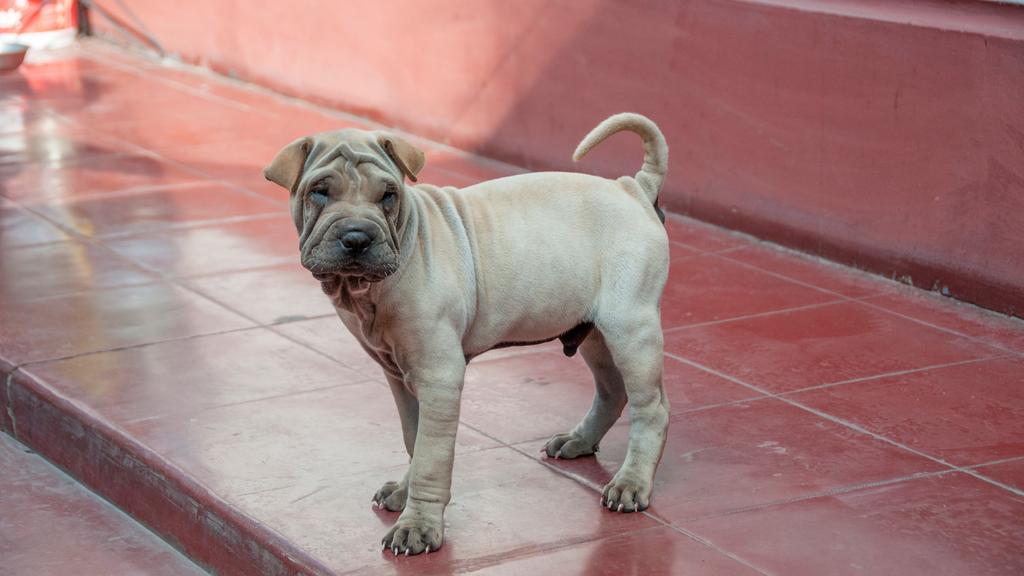 Chinese Shar-Pei