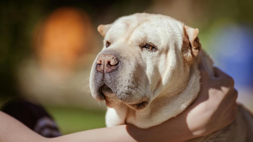 Adoption vs. Breeder Considerations icon
