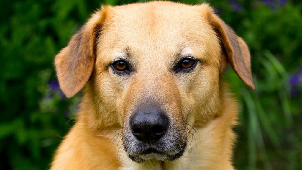 Adoption vs. Breeder Considerations icon