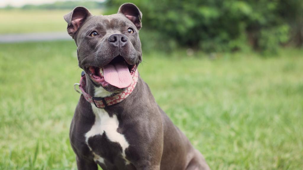 Life Stage Considerations icon