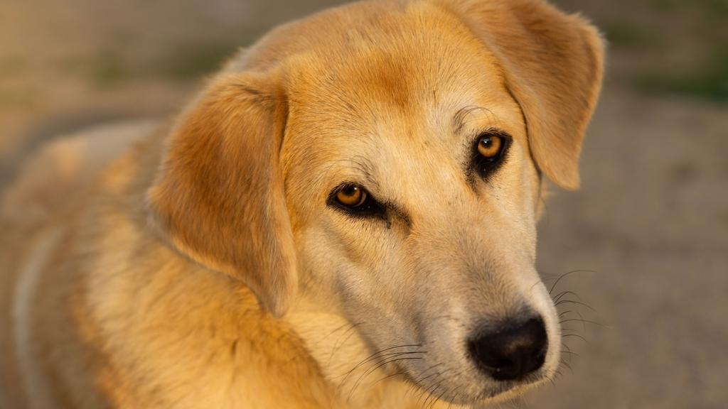 Living Environment Adaptability icon